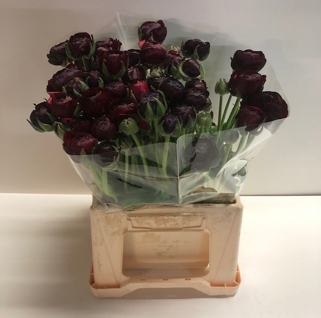 Ranunculus aazur bordeaux.jpg